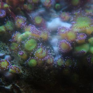 Jewel Anemones at Vasco da Gama Aquarium, 25/05/11