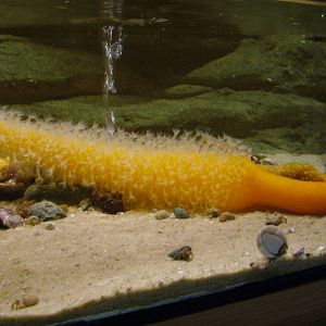 Sea Pen at Vasco da Gama Aquarium, 25/05/11