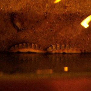 Chitons at Vasco da Gama Aquarium, 25/05/11