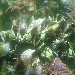 Goose Barnacles at Vasco da Gama Aquarium, 25/05/11