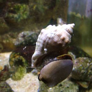 Banded Dye-Murex at Vasco da Gama Aquarium, 25/05/11