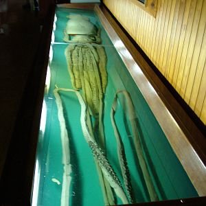 Giant Squid - Museum Displays at Vasco da Gama Aquarium, 25/05/11