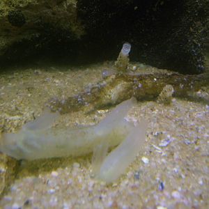 Sea Squirts at Vasco da Gama Aquarium, 25/05/11