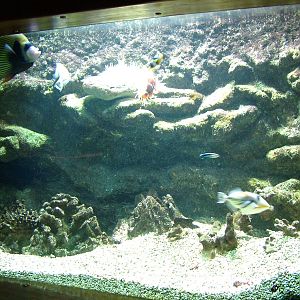 Tropical Marine Tank at Vasco da Gama Aquarium, 25/05/11