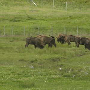 bison2