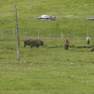 bison and wild horse