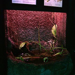 Mosquitofish Exhibit at Vasco da Gama Aquarium, 25/05/11