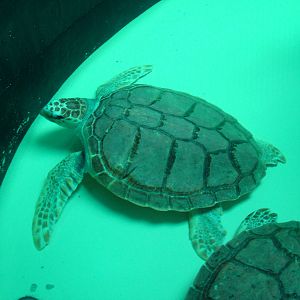 Loggerhead Turtles at Vasco da Gama Aquarium, 25/05/11