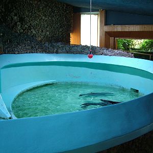 Fur Seal Exhibit at Vasco da Gama Aquarium, 25/05/11