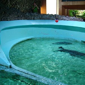 Fur Seal Exhibit at Vasco da Gama Aquarium, 25/05/11