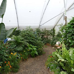 Sensational Butterflies Exhibition