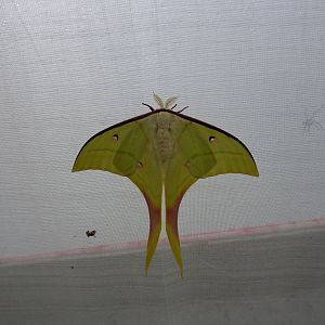 Sensational Butterflies Exhibition