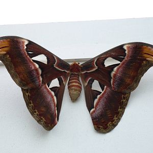 Sensational Butterflies Exhibition