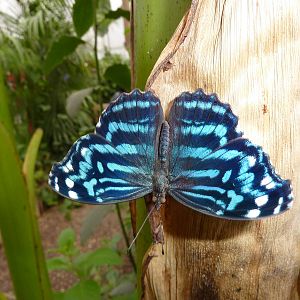 Sensational Butterflies Exhibition