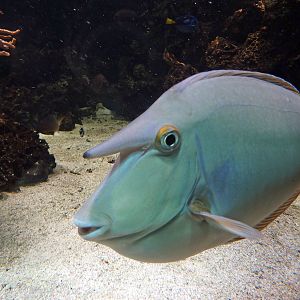 Unicornfish