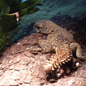 Madagascar collared iguana