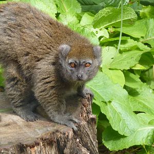 Alaotran gentle lemur