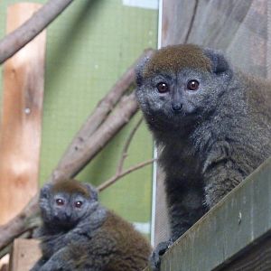 Alaotran gentle lemurs