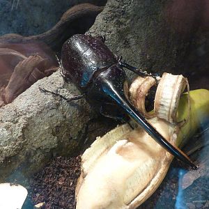 Male Hercules beetle