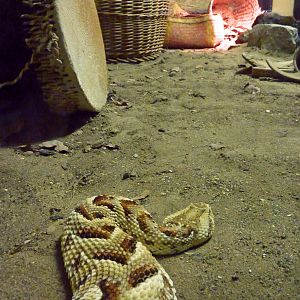 Puff adder