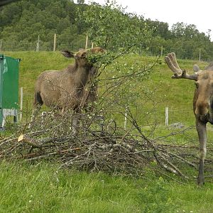 european elk