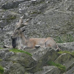 markhor
