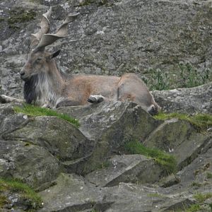 markhor 0