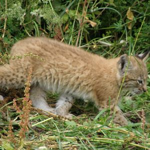 lynx 2011
