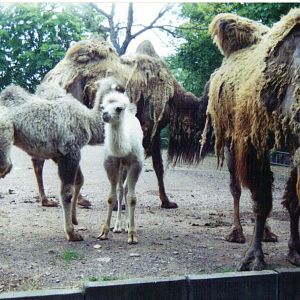 Bactrian Camel