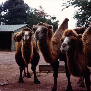 Bactrian Camel