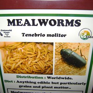 Mealworms!