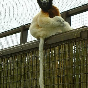 Sifaka