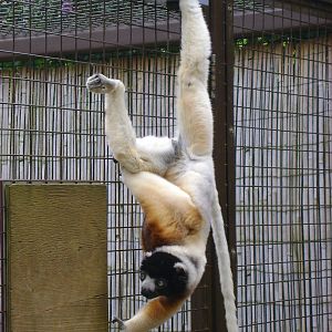 Sifaka gymnastics