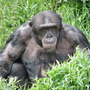 Chimpanzee 2011