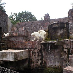 Polarbears at Leipzig in 2003