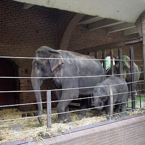 Elephants at Leipzig in 2003