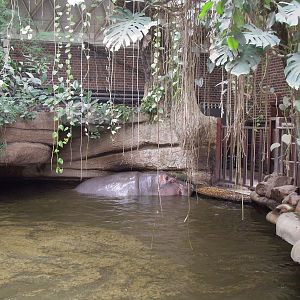 Hippo at Leipzig in 2003