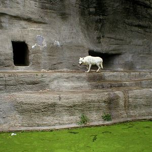 White wolf at Leipzig in 2003