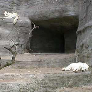 White wolf at Leipzig in 2003