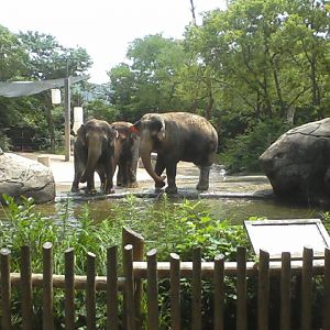 Marge Schott-Unnewehr Elephant Reserve Pool Area