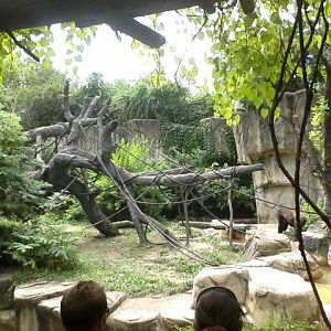 Gorilla World- Part of Western Lowland Gorilla exhibit