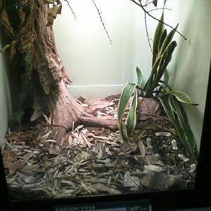 Reptile House- Gaboon Viper exhibit