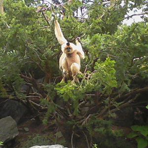 Gibbon Islands- Buff-cheeked Gibbon