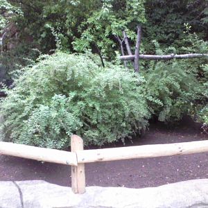 Children's Zoo- Mixed Tortoise Species exhibit