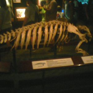 Manatee Springs- Manatee Skeleton display