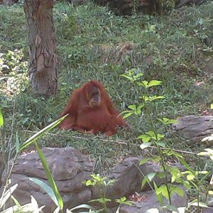 Lana the only Sumatran Orangutan at the zoo
