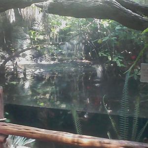 Manatee Springs- American Alligator exhibit
