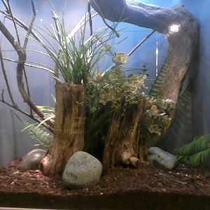 World of the Insect- Rough Green Snake exhibit