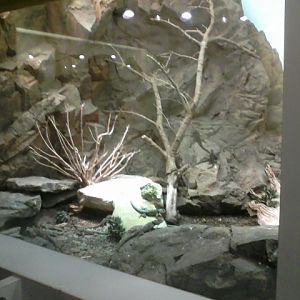 World of the Insect- Part of Spiny Blue Lizard exhibit