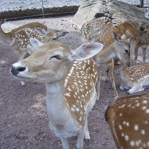 Fallow Deer